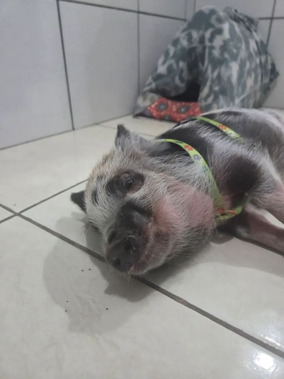 Mini Porquinho Novinho, Dócil e Saudável - Documentado, Com Chip e Vacinado  - Foto 3