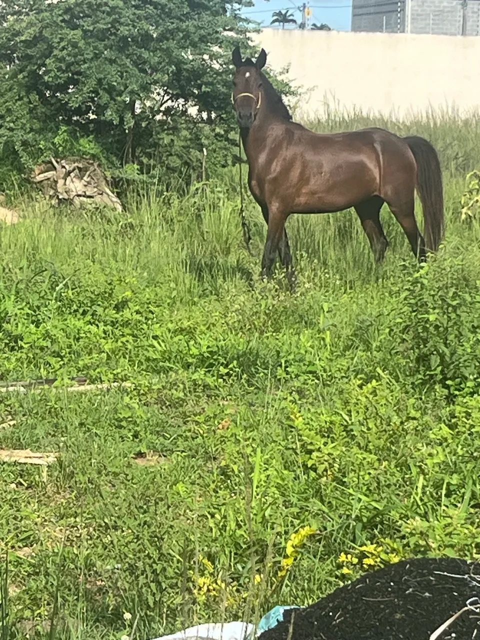Égua é cavalo  - Foto 3