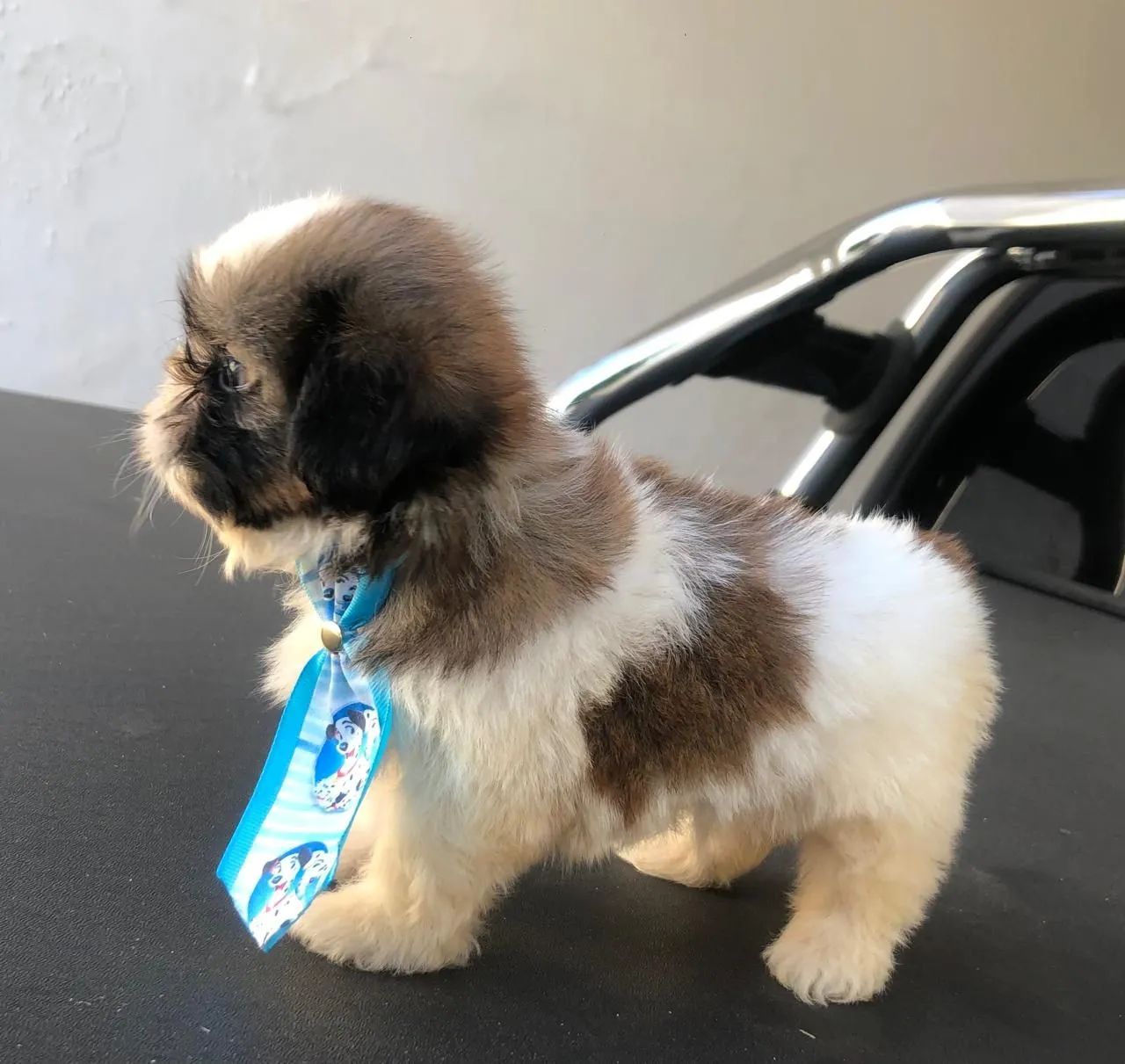 Vendo Shitzu macho micro ? - Foto 4