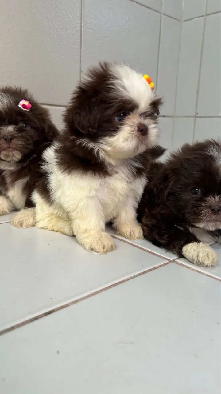 Shih tzu