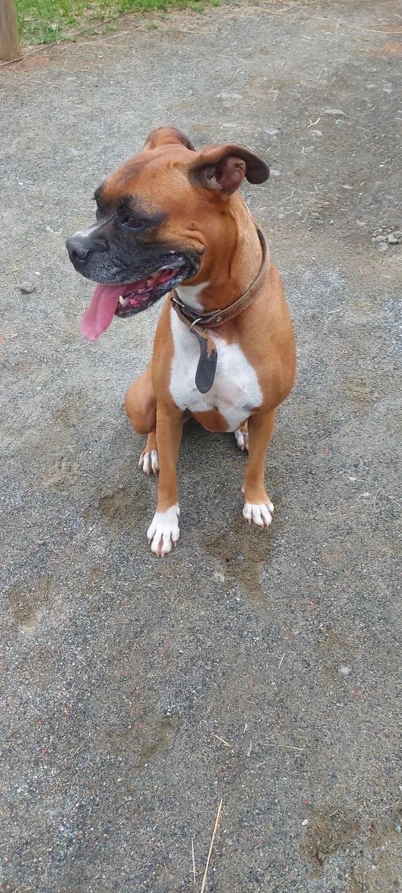Cachorro boxer - Foto 2