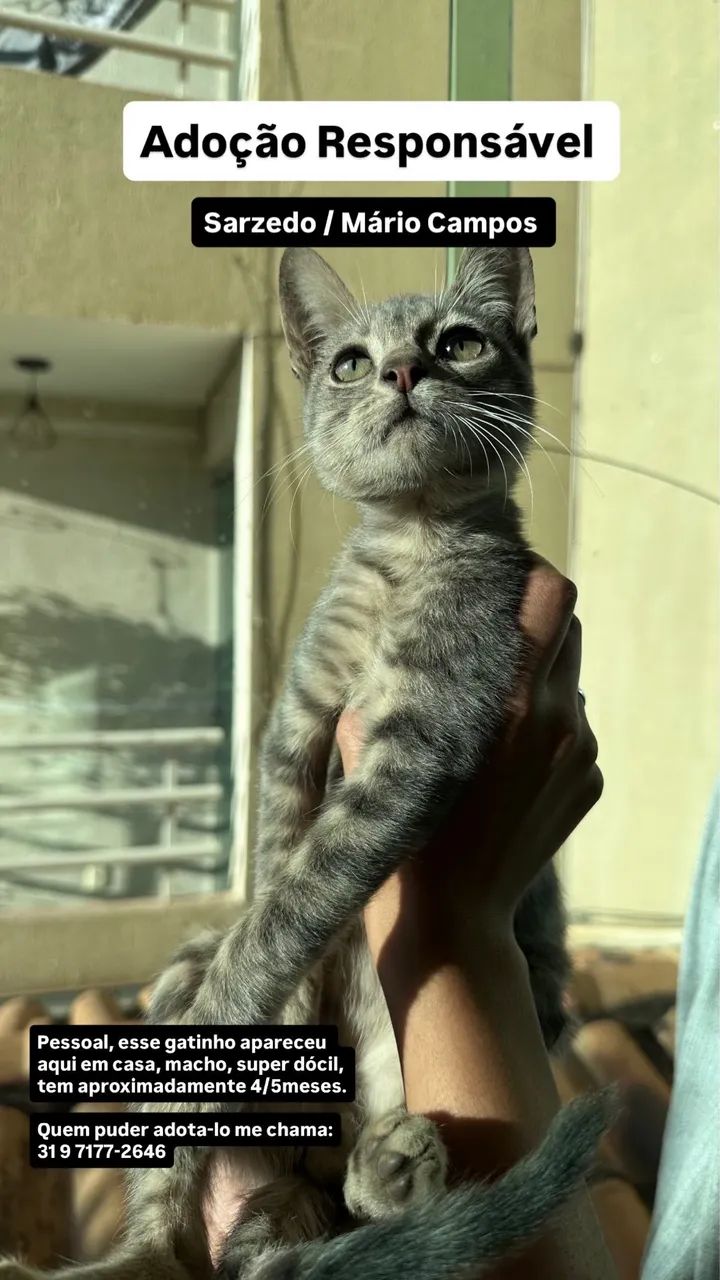 Adoção Gato Cinza - Foto 2