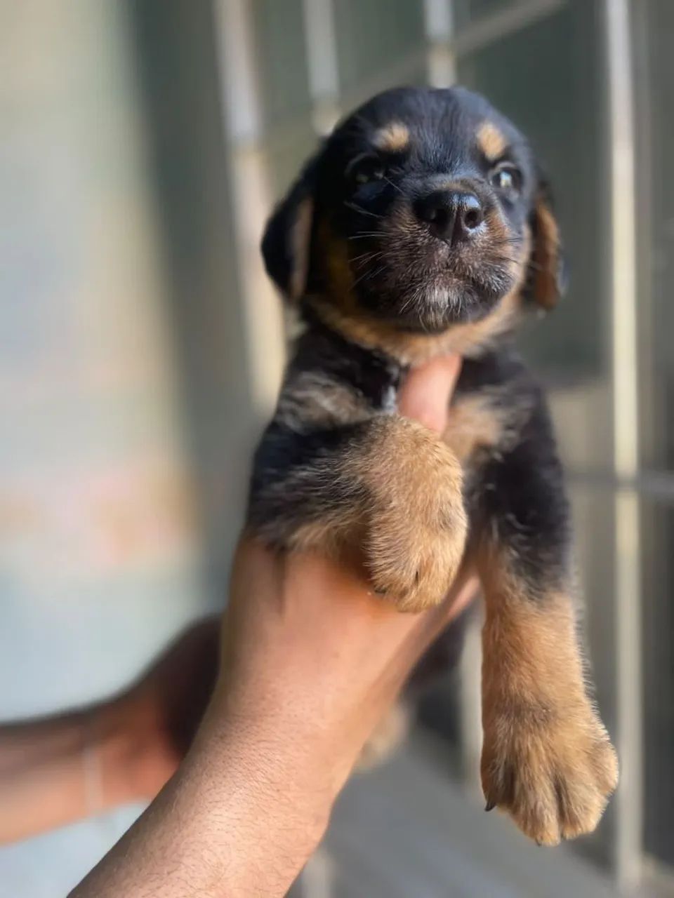 Rottweiler macho  - Foto 4