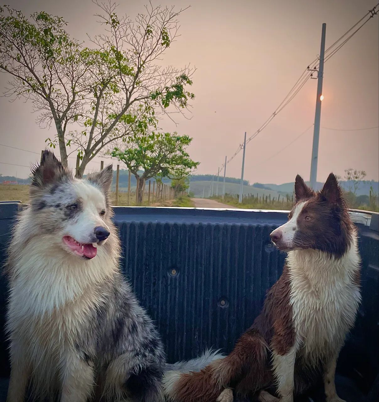 Filhotes de border collie  - Foto 5