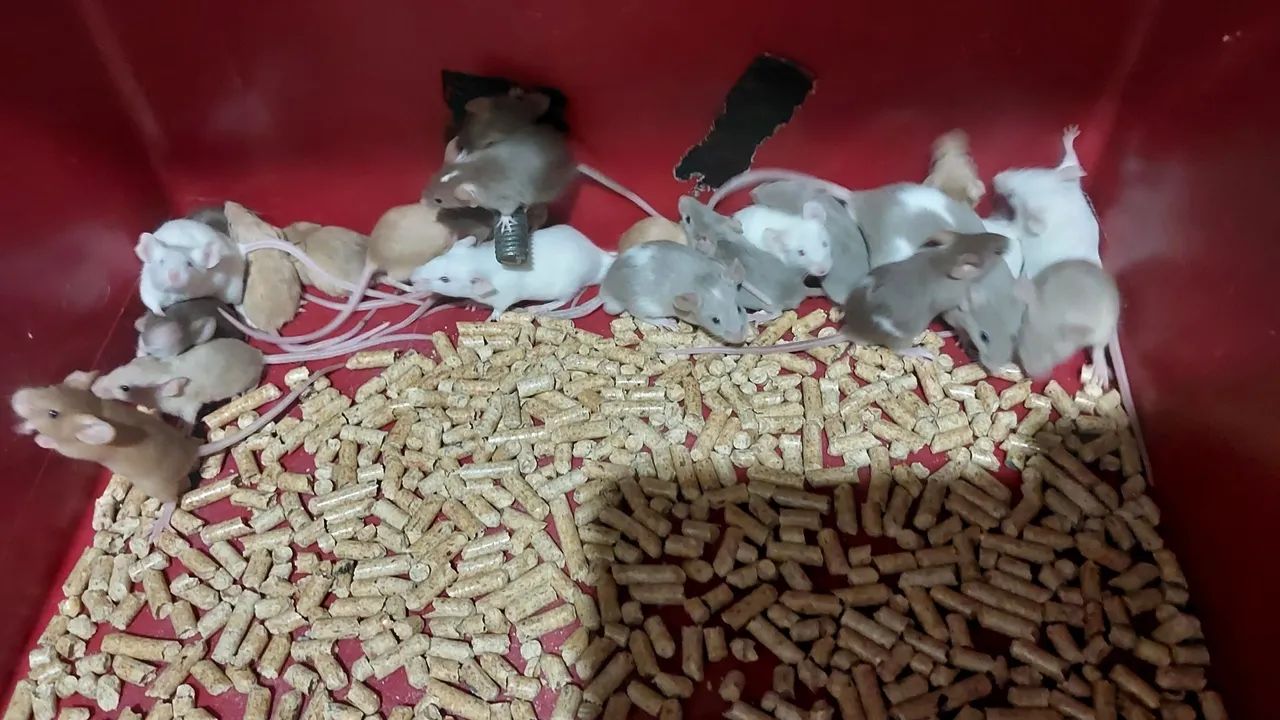 Troco camundongos por itens de pesca LEIA O ANÚNCIO!!! - Foto 2