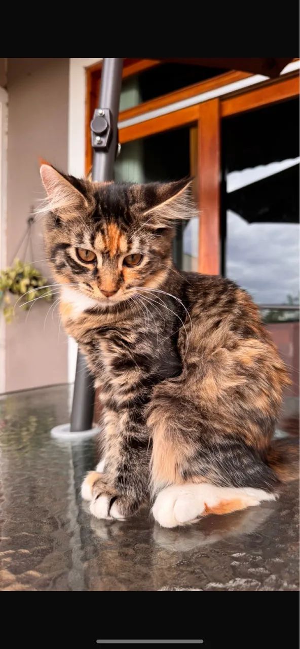 Maine Coon