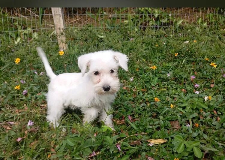 Belíssimo Filhotes Schnauzer Miniatura machos e fêmeas  - Foto 4