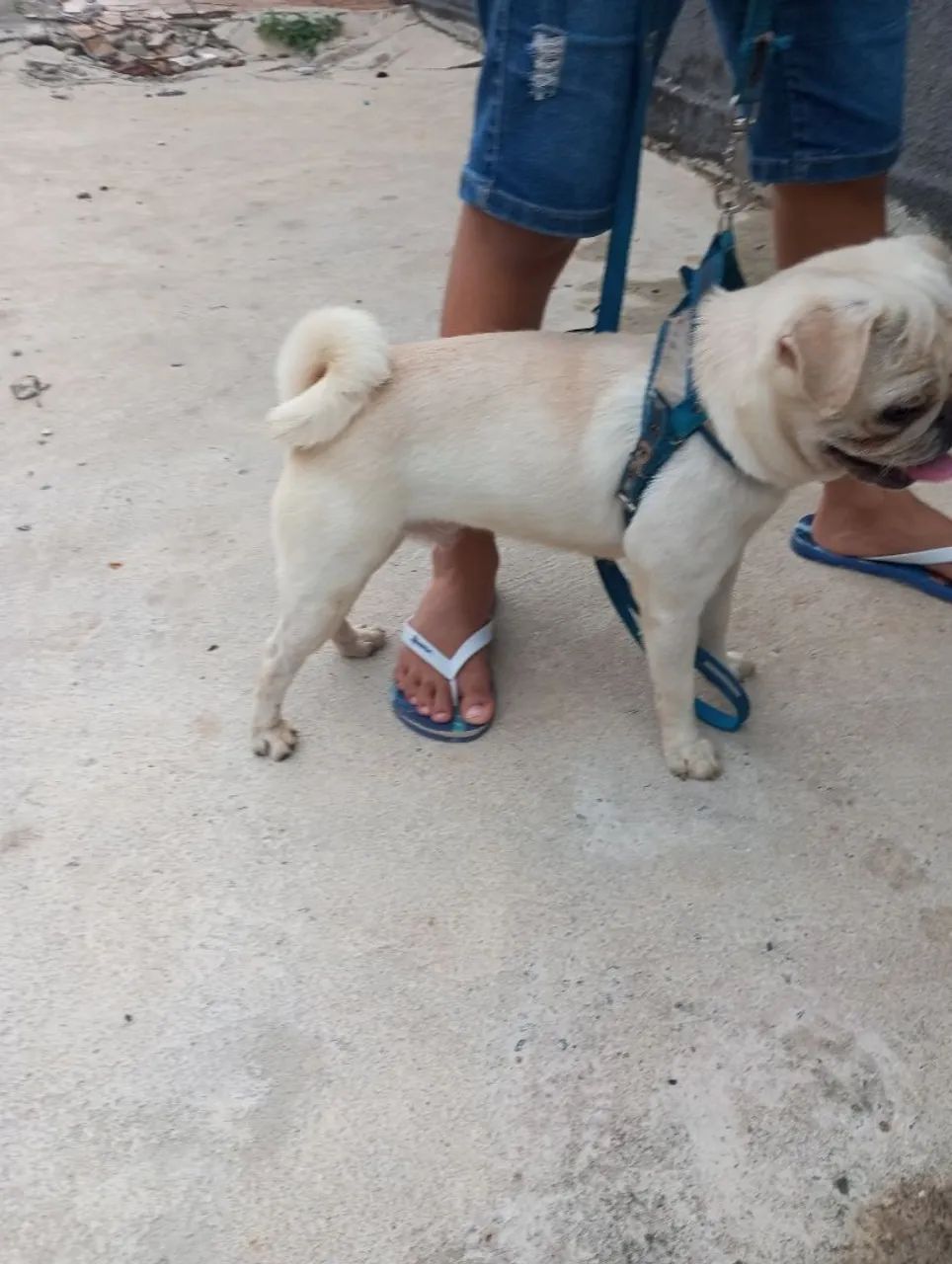 Pug para cruzar  - Foto 3