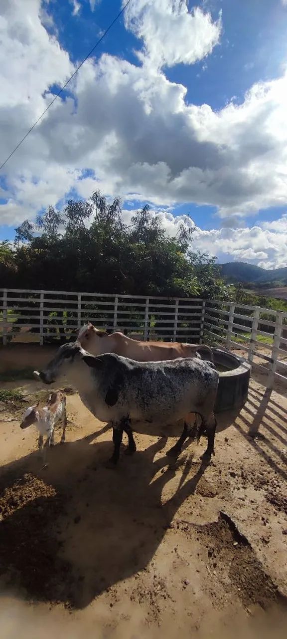 Vendo Vacas Girolanda  - Foto 5