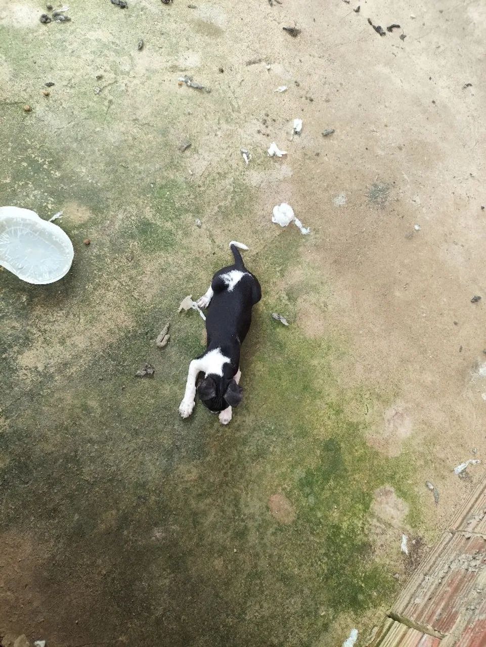 Vendo pinscher 450 - Foto 4