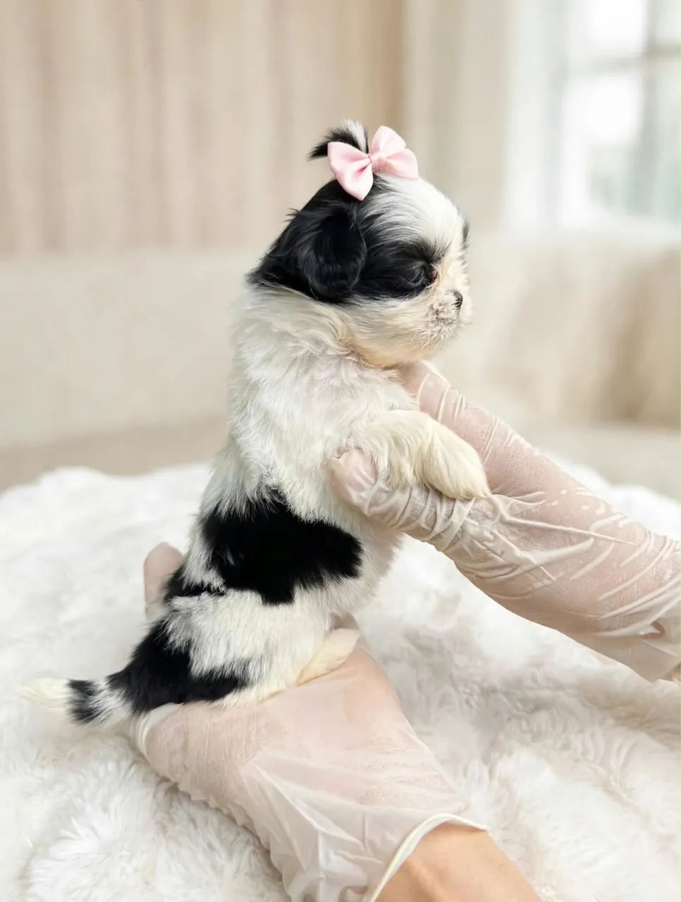 Linda Shih tzu  - Foto 4