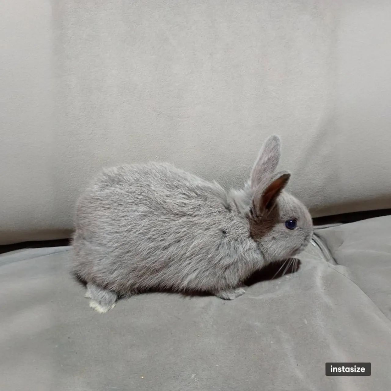 Coelhos - Foto 3