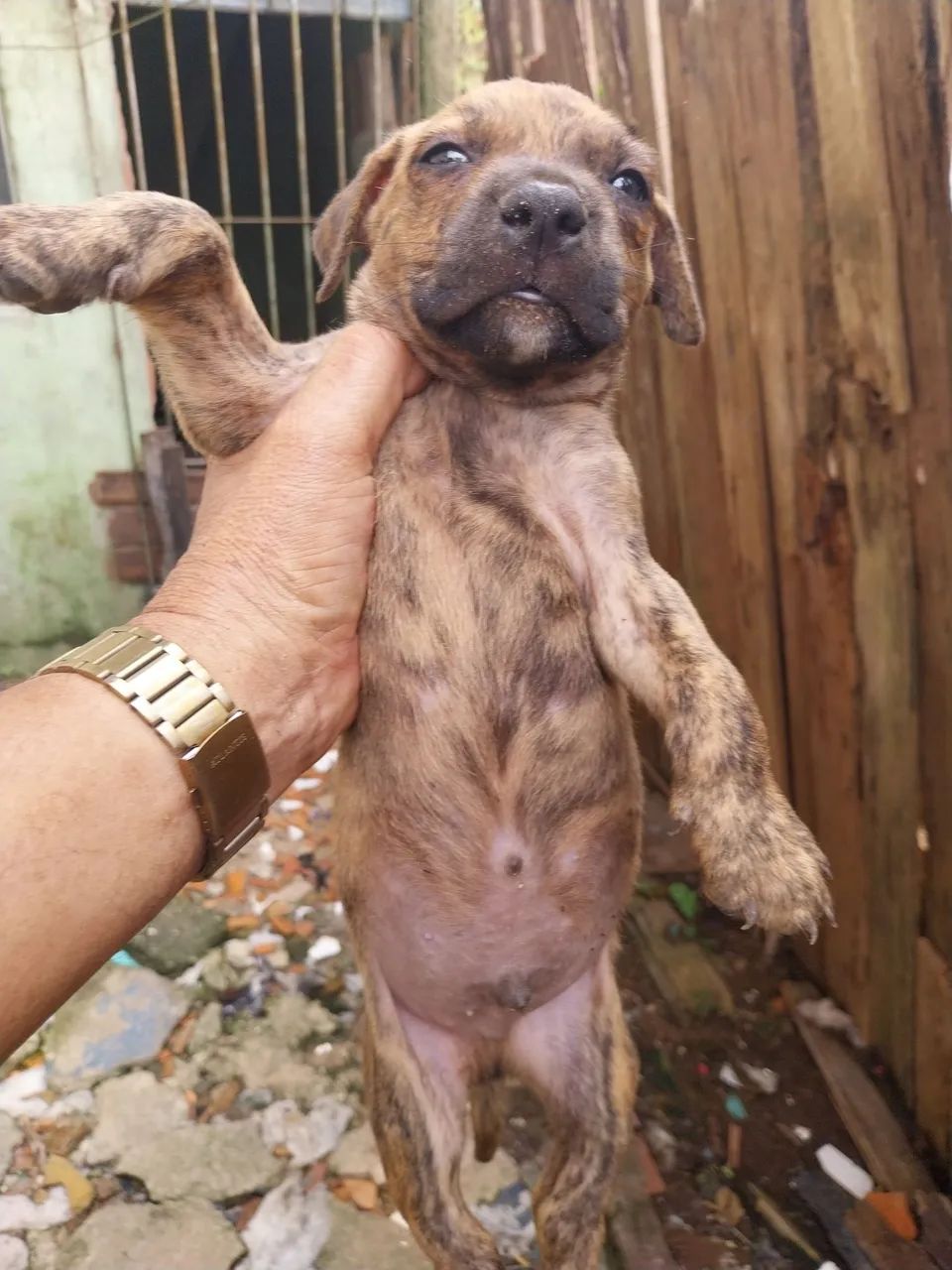 Filhote de pit bul  - Foto 2