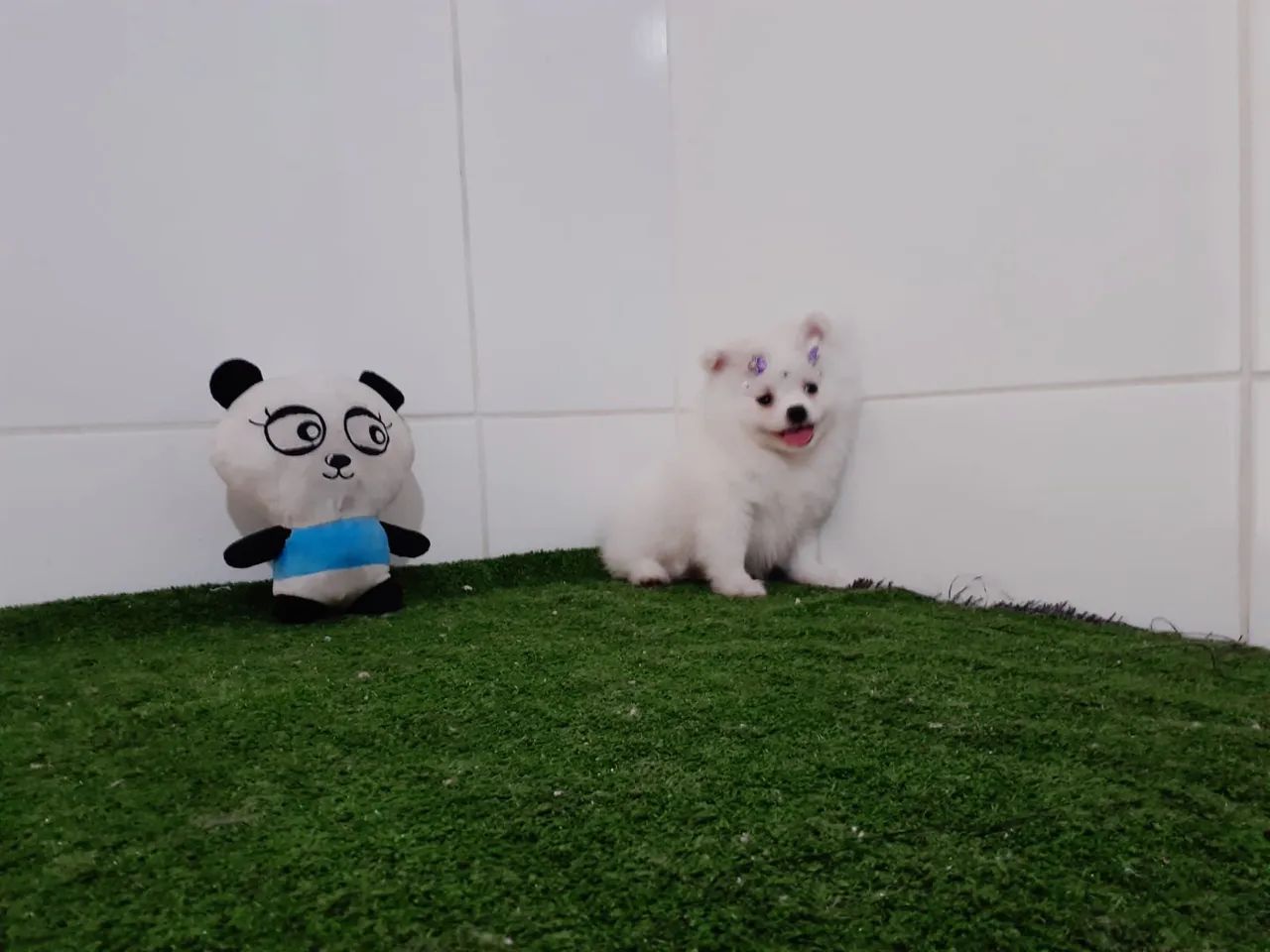 [-; lindos Spitz alemão anão com vacina importada [-; - Foto 2