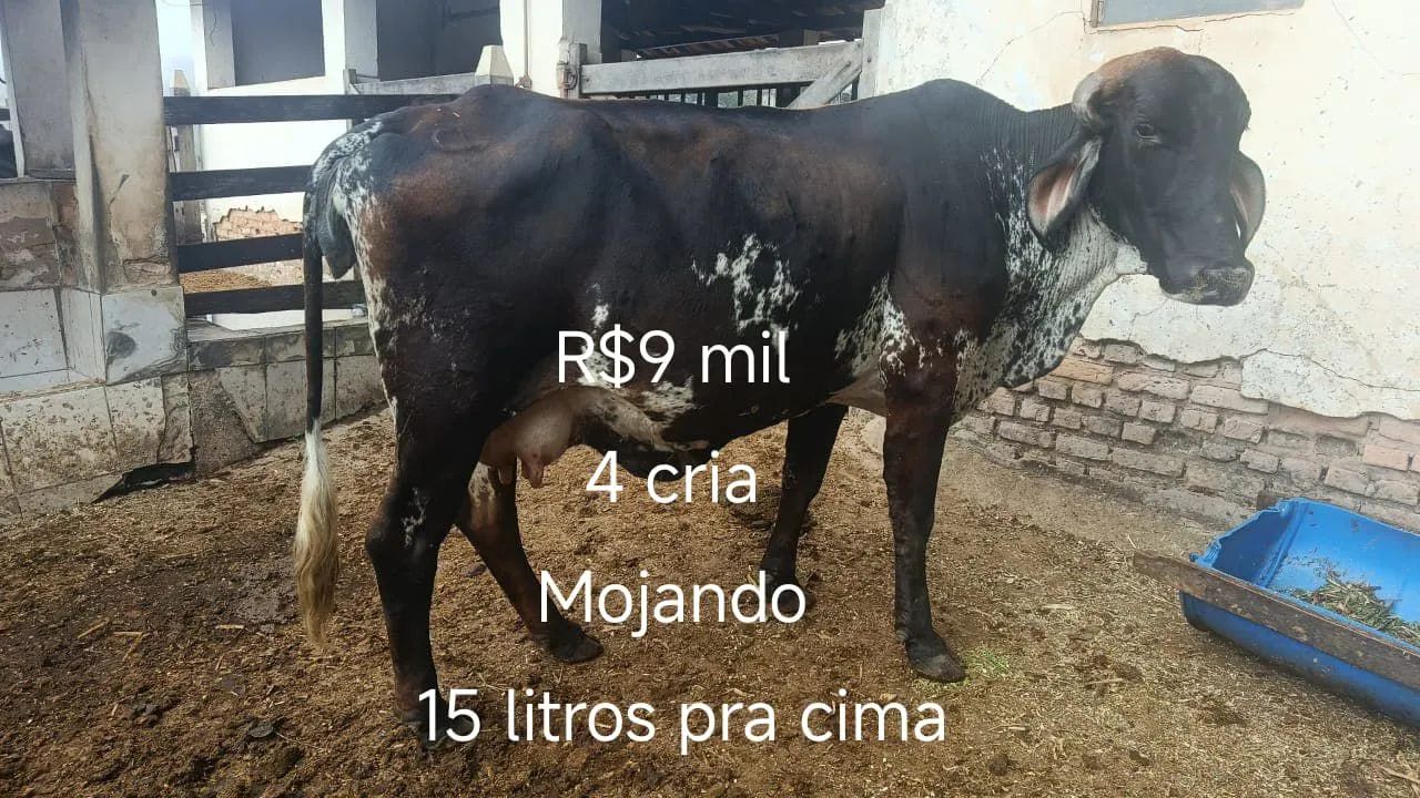 Vacas de leite - Foto 4