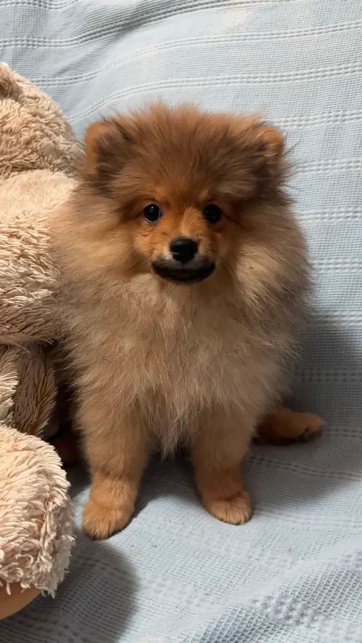 Spitz Alemão Macho  - Foto 2