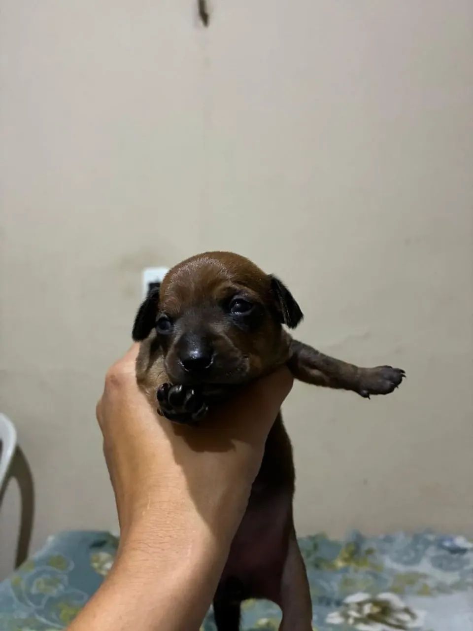 Pinscher  - Foto 2