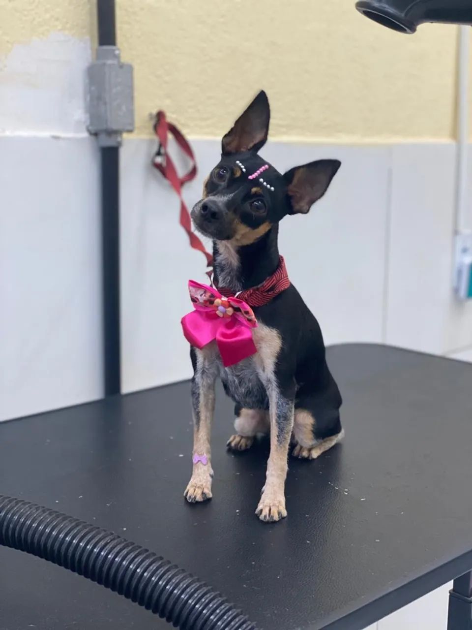 Filhotes de pinscher - Foto 2