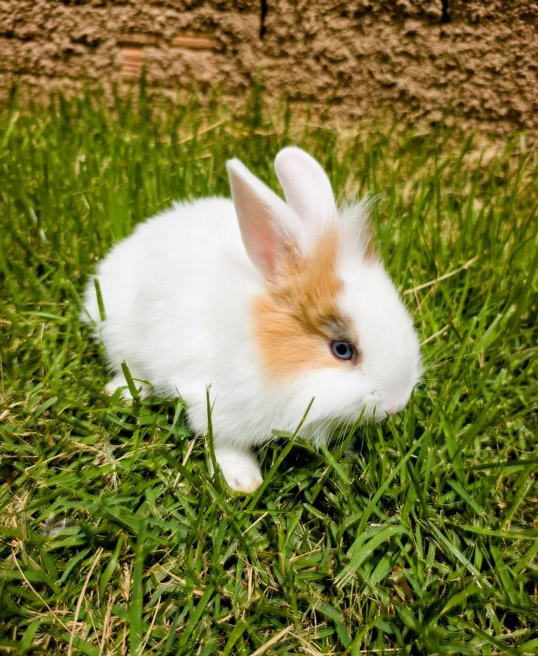 Mini Coelho Lion Head - Foto 4