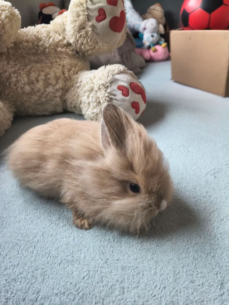 Coelho Mini Lion  - Foto 3