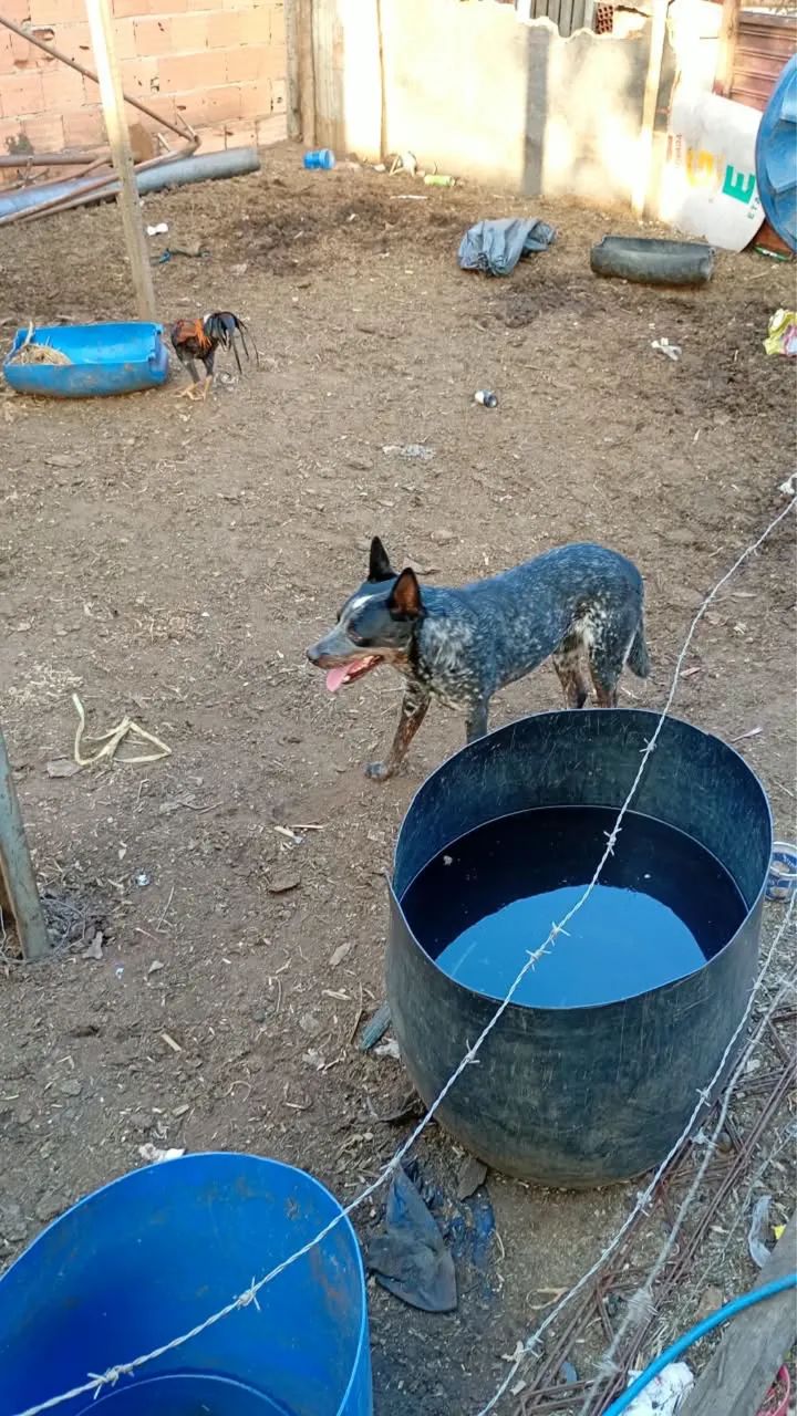 Filhotes de Blue Heeler e Red Heeler  - Foto 3