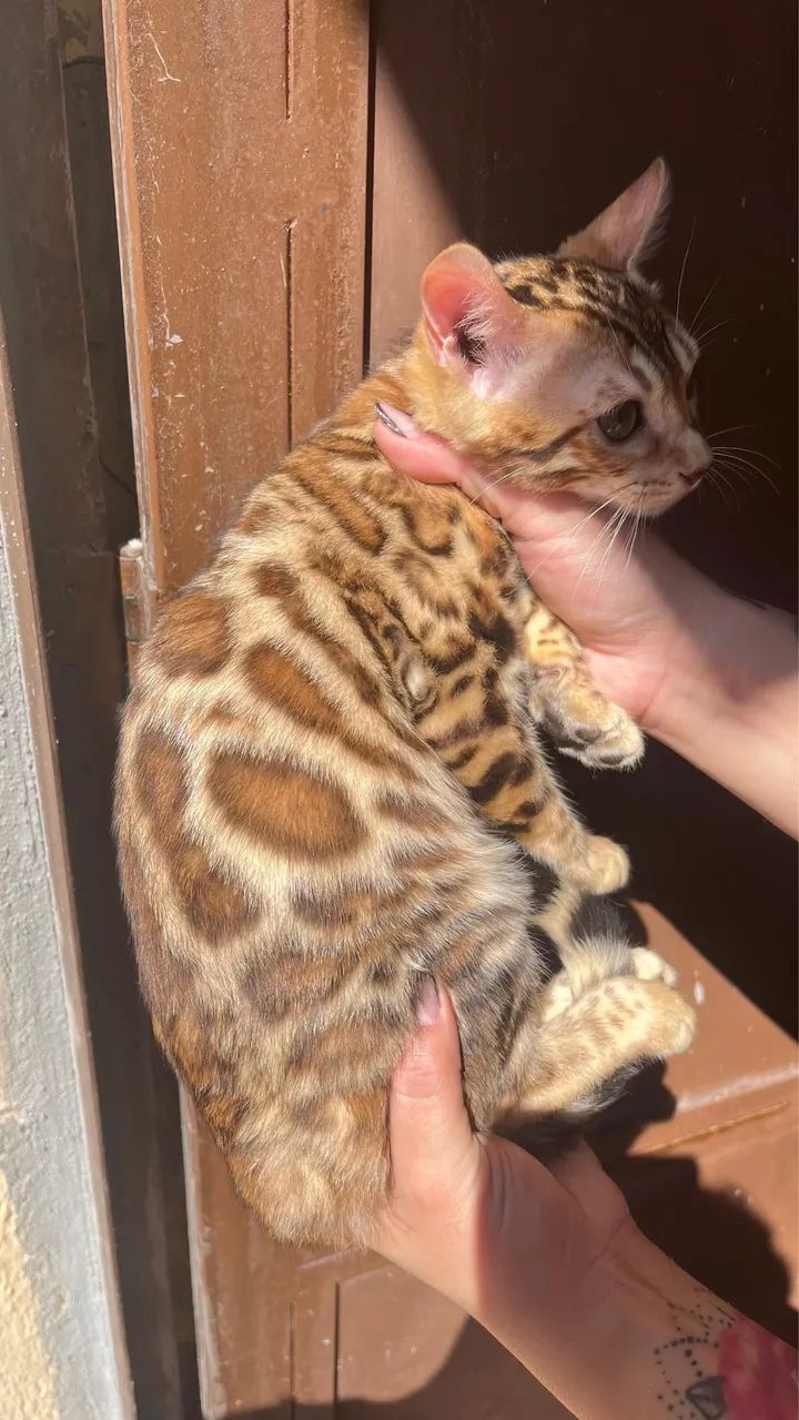 Filhotes de gato bengal - ler descritivo 