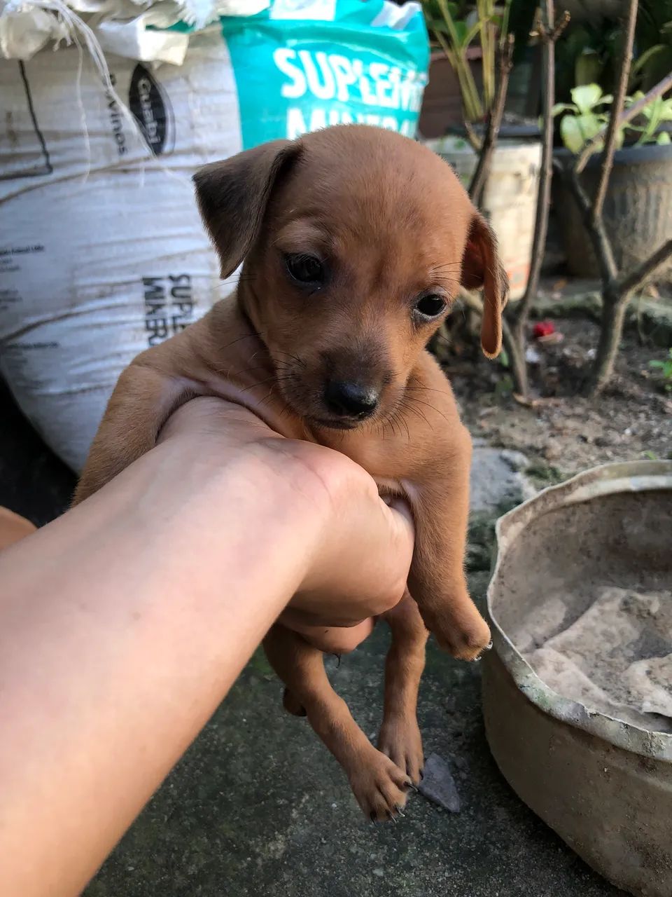 Pinscher  - Foto 2