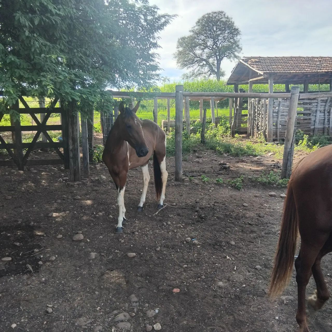 Cavalo - Foto 5