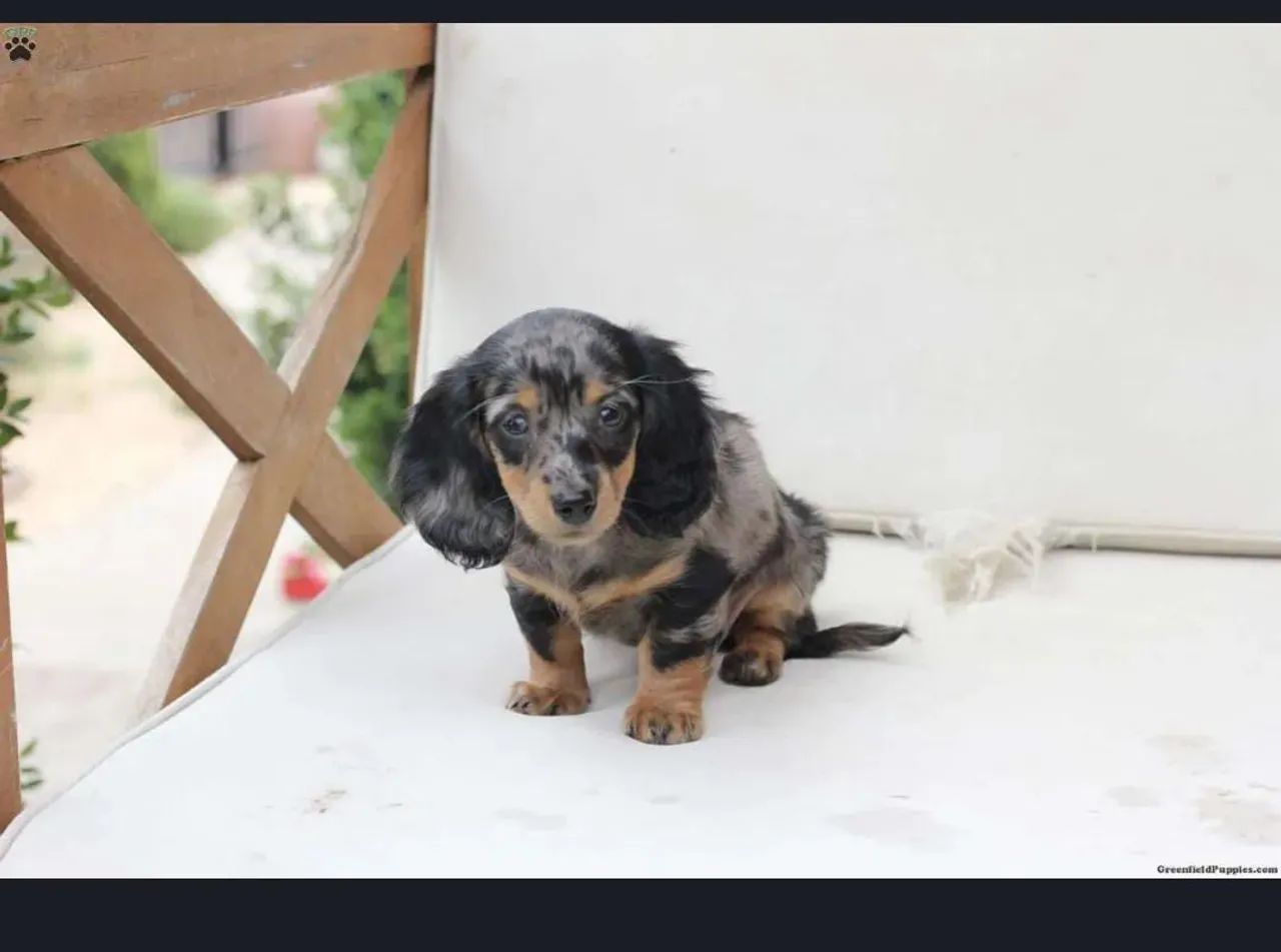 Teckel Pelo longo - Mini bem peludinho. 