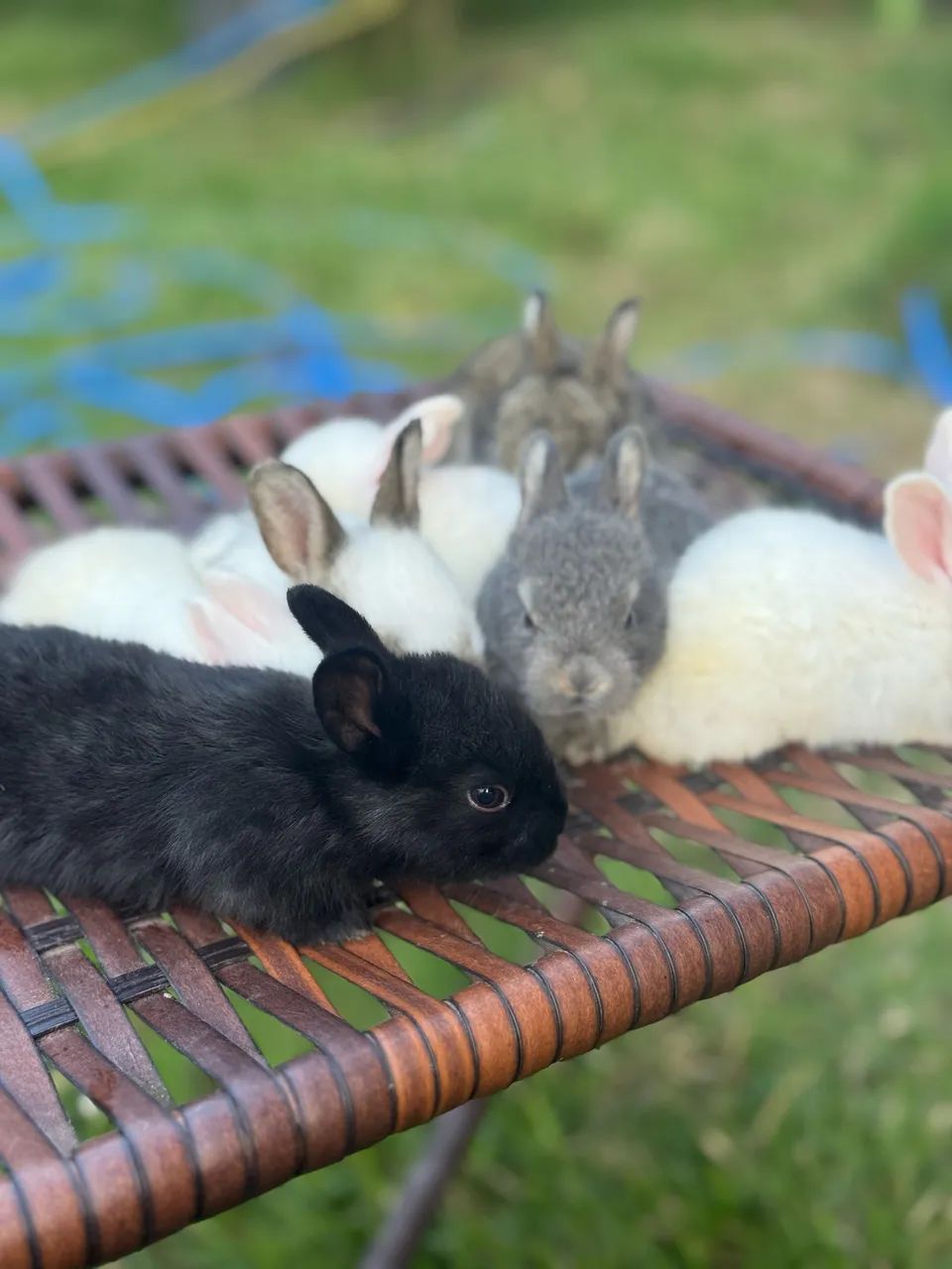 Filhotes de Coelhos  - Foto 4