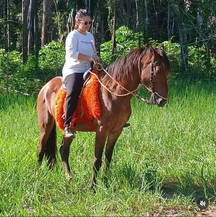 Vende-se cavalo