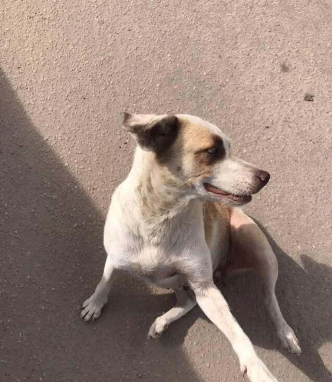 cachorro doacao - Foto 2