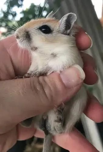 Gerbil esquilo da Mongólia  - Foto 4