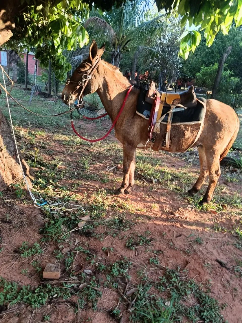 Burro bom e ligeiro  - Foto 2