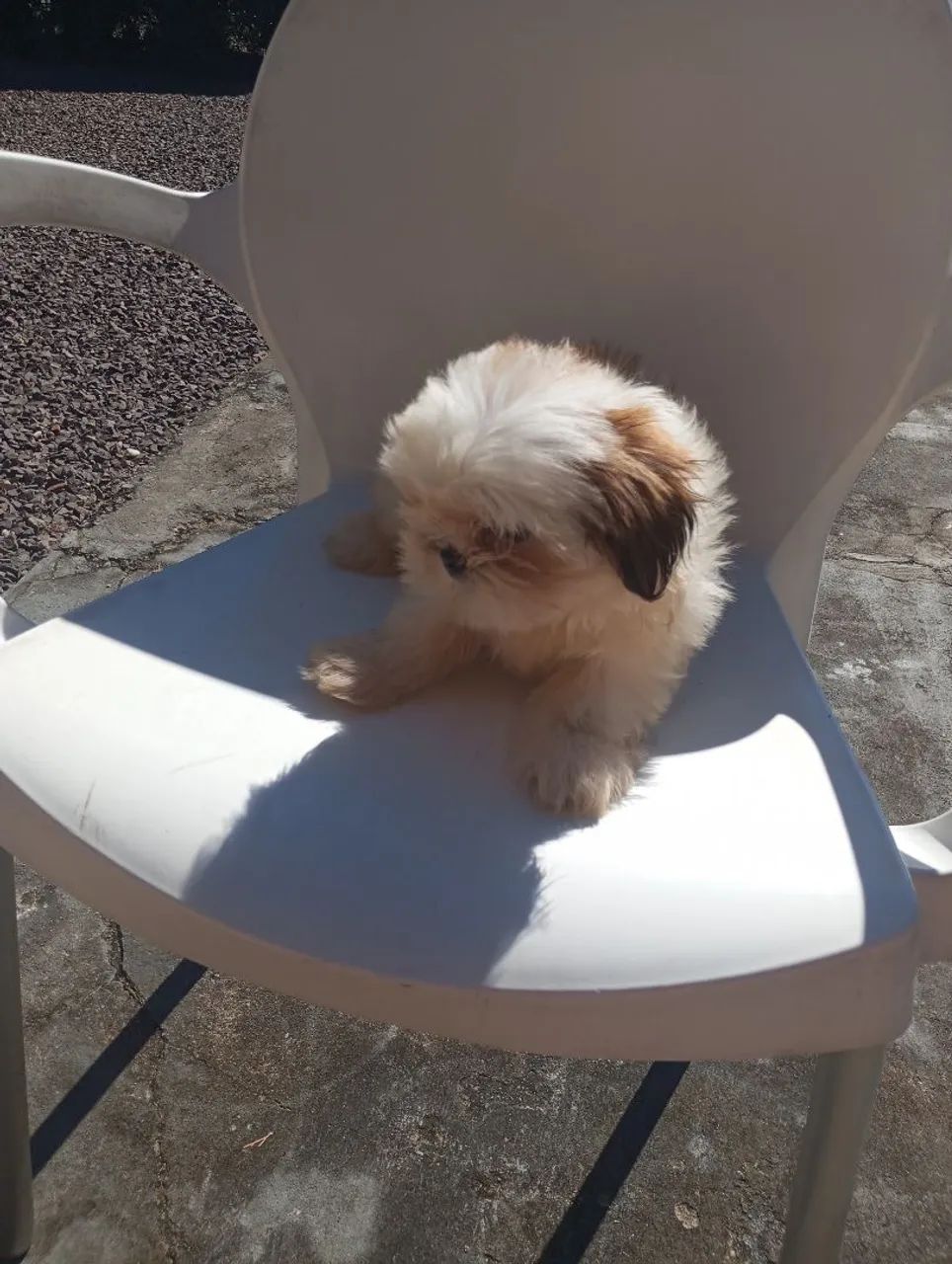 Fêmea Shihtzu micro 