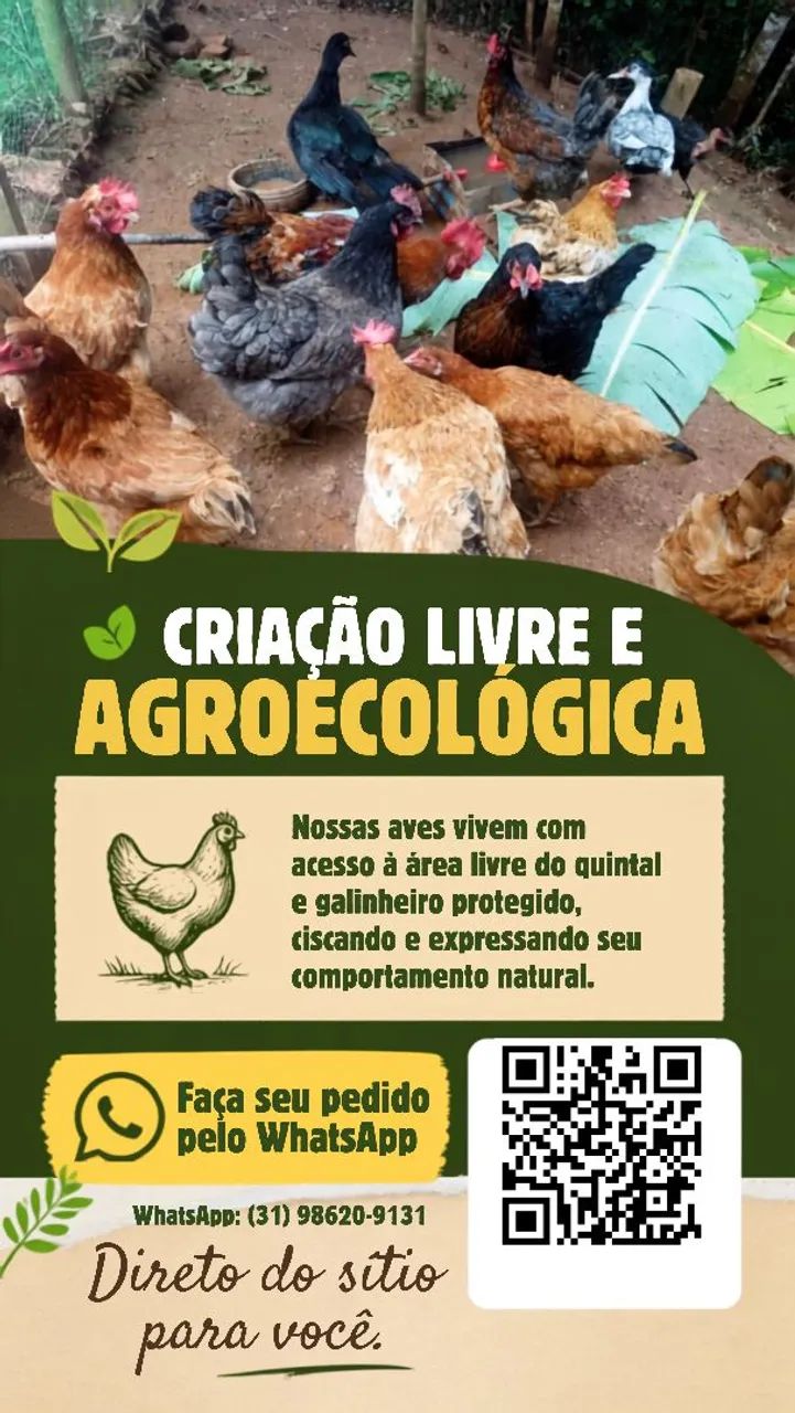 Vendo ovos galados e para consumo. - Foto 2