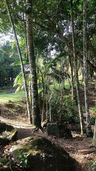 Sitio a venda  - Foto 5