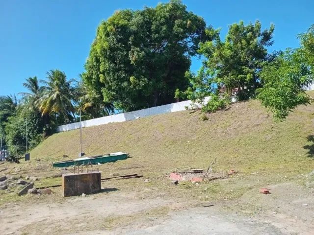 Serviços de jardinagem e roçagem em geral  - Foto 4