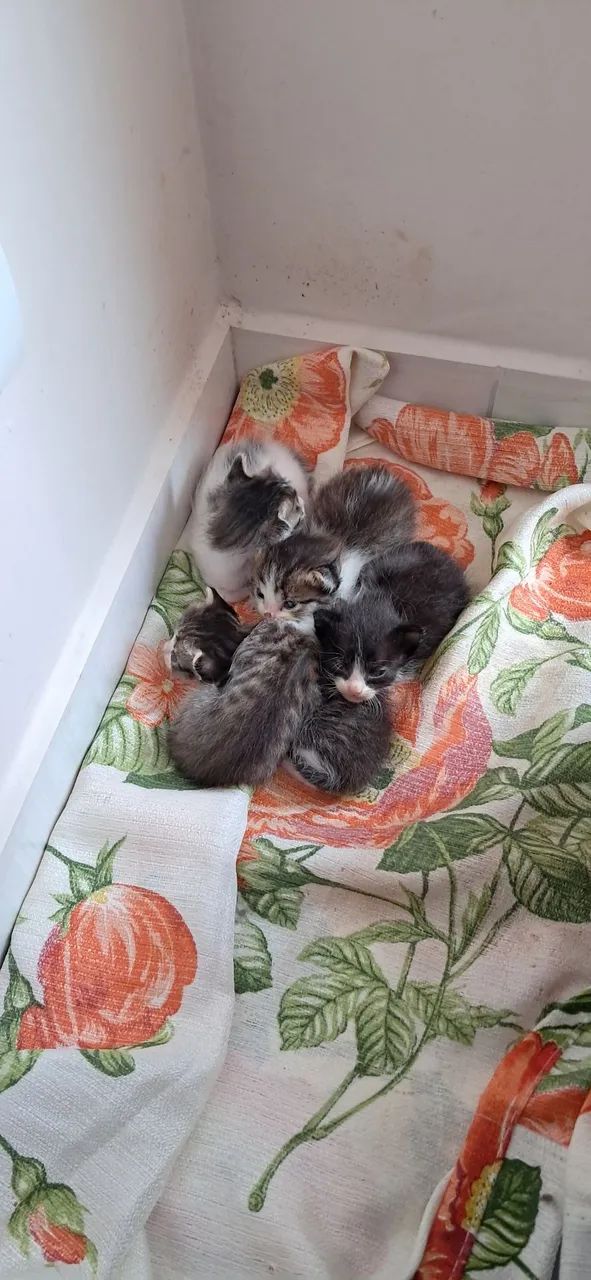 Doa-se gatinhos frajola e listrado, interessado chamada no Whats:  *