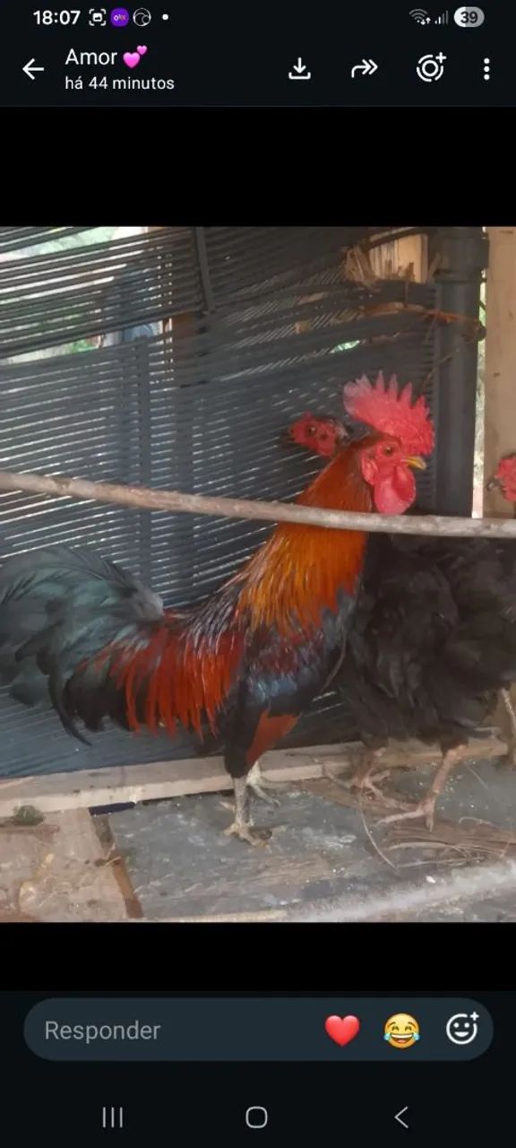 Galo garnize