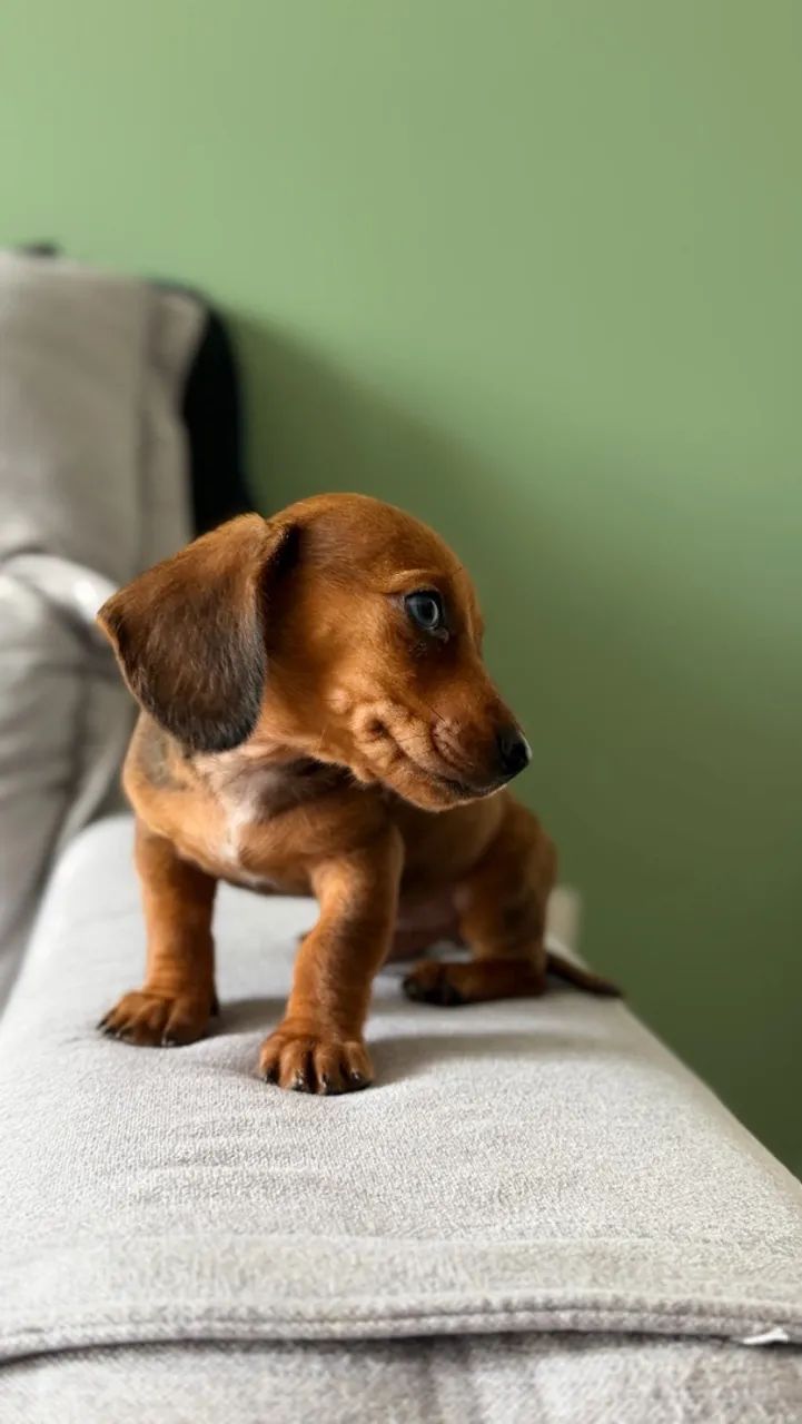 Promoção Daschund Mini - Foto 4