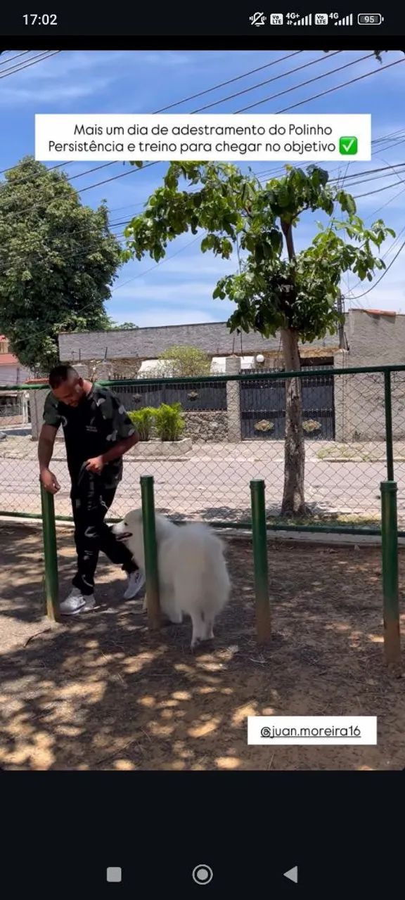 Adestramento canino  - Foto 5