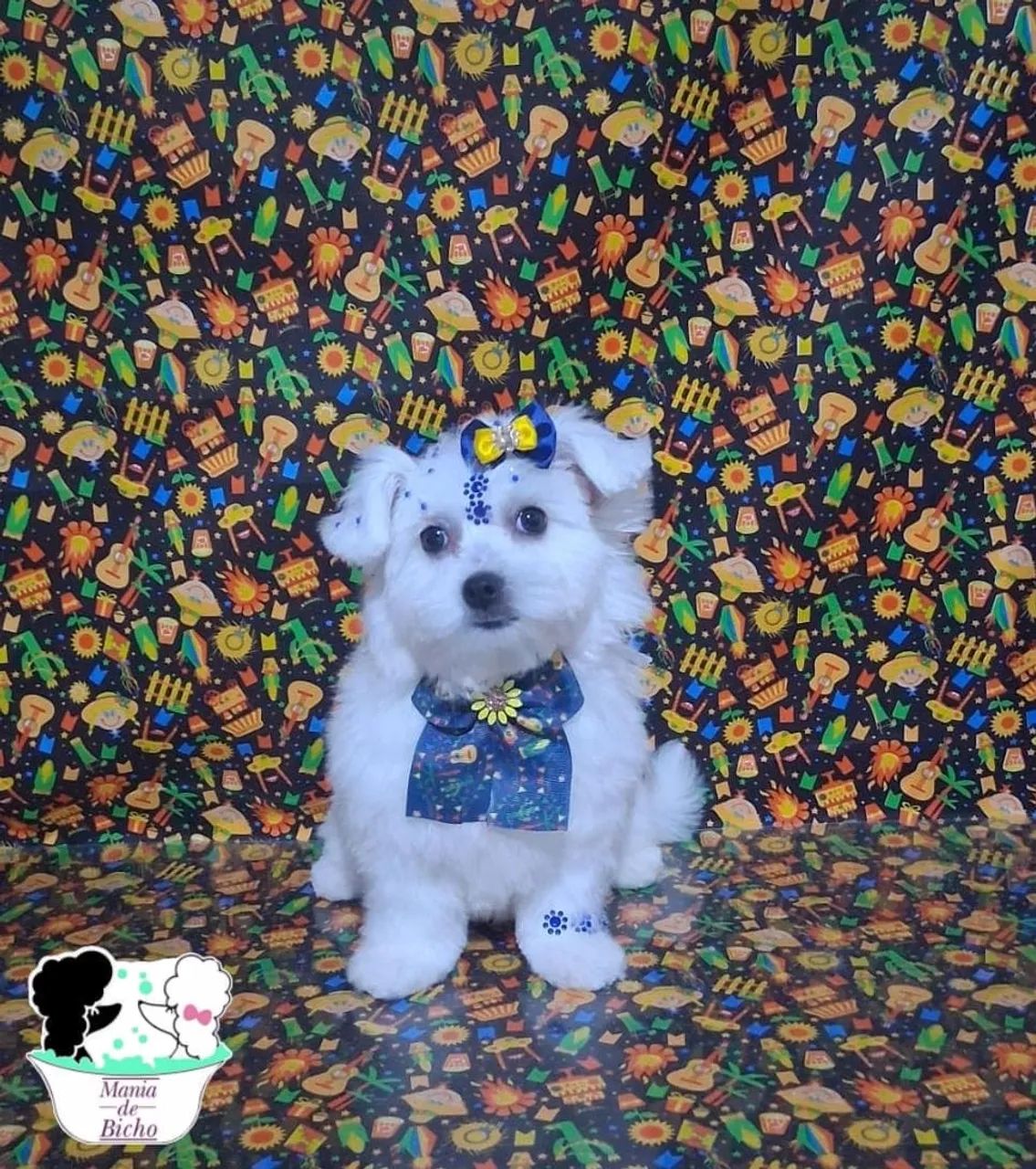 Maltês micro 4 meses  - Foto 4