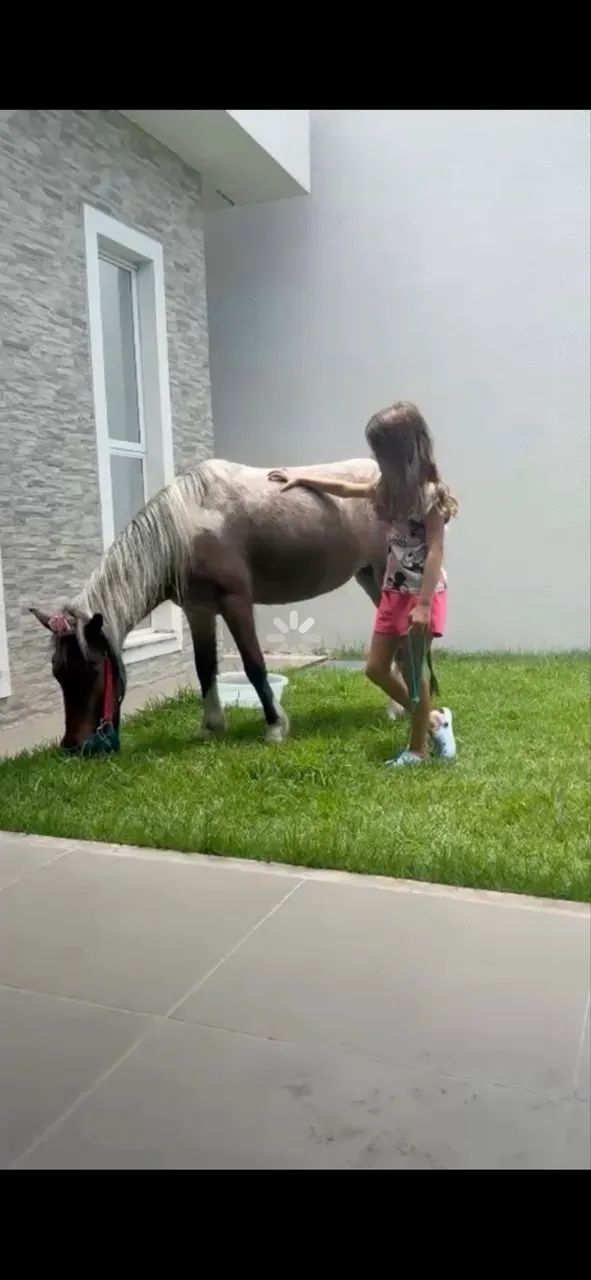 Vendo pônei fêmea 6 anos, rosilha, ótima para criança, mansa de tudo.  - Foto 2