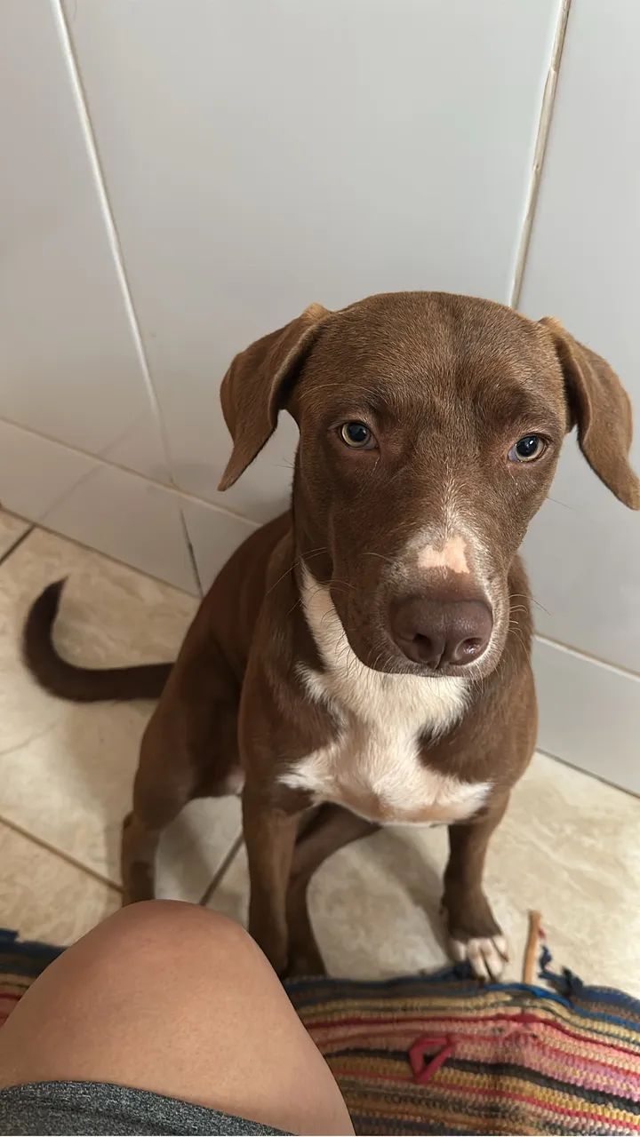 Doação Pitbull misturado  - Foto 4