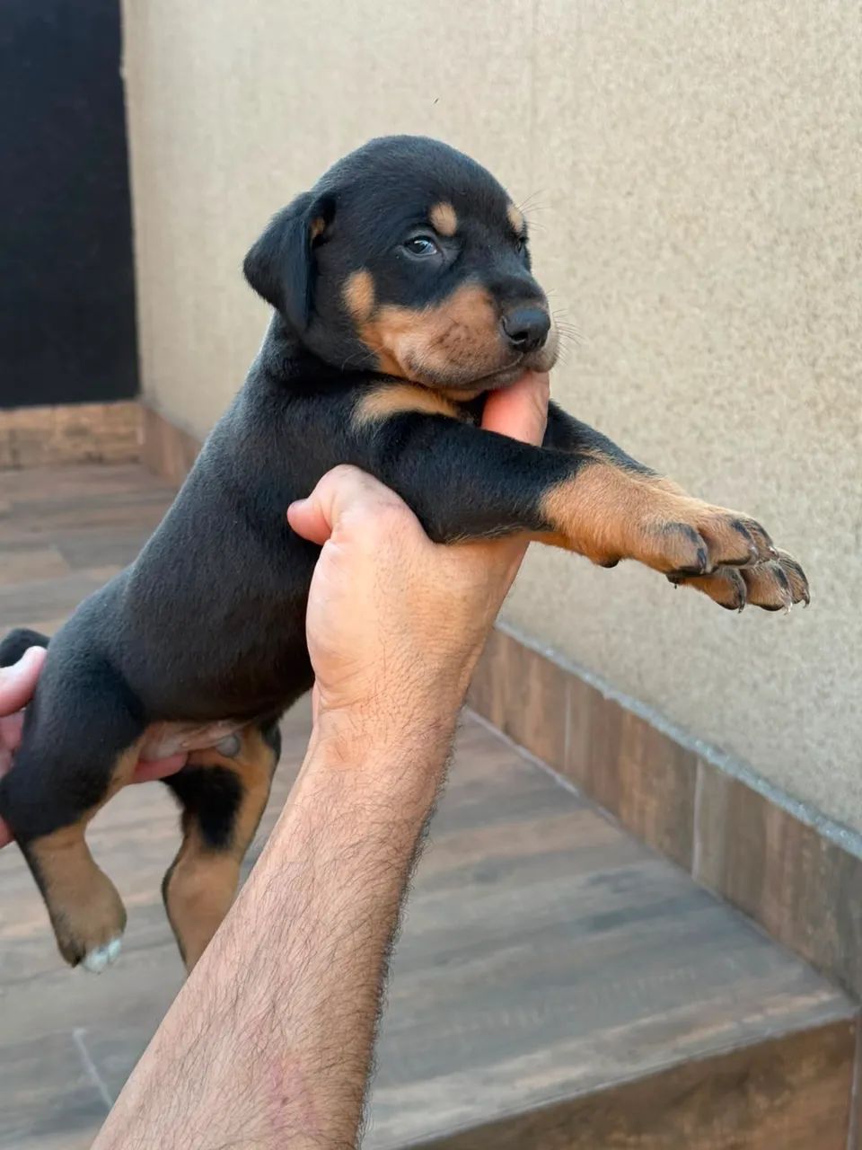 Filhotes de Doberman - Foto 4