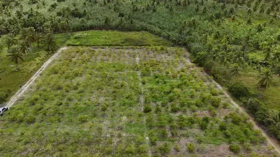 Granja com 12 hectares em punau - Foto 2