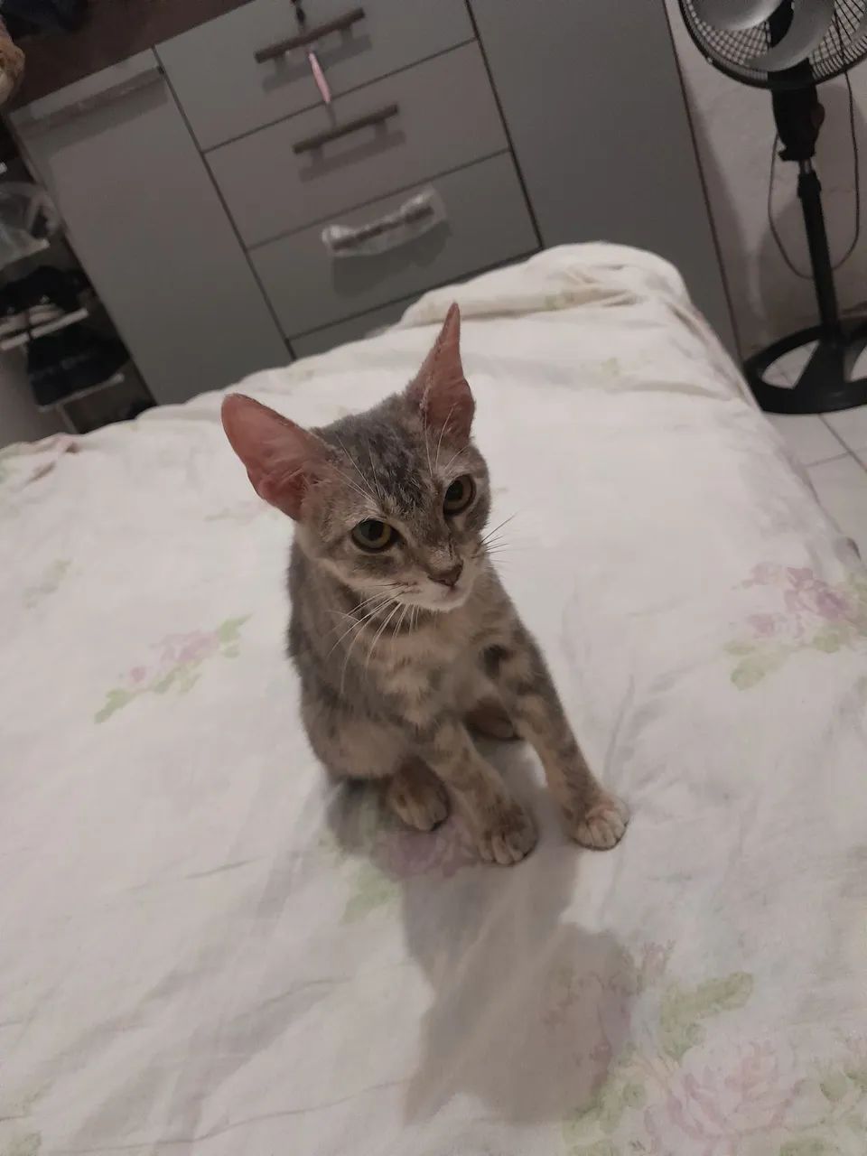 Adoção  - Foto 4