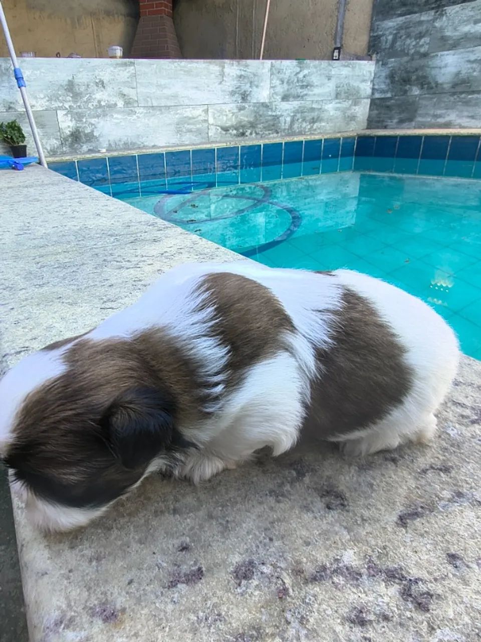Shitzu  - Foto 3