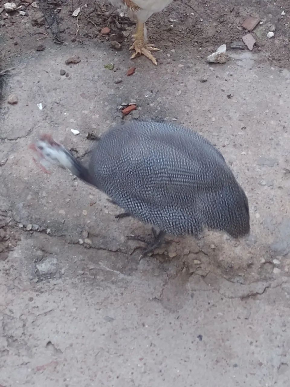 Capote/ galinha da Angola (Macho) - Foto 4